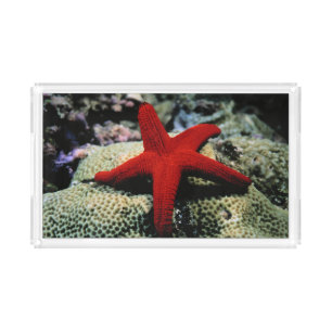 Star Fish Red Sea Acrylic Tray