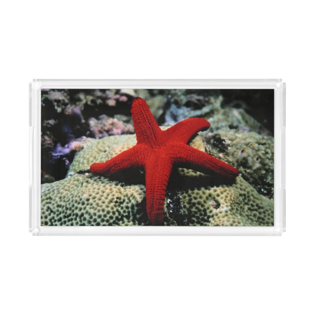 Star Fish | Red Sea Acrylic Tray (Front)