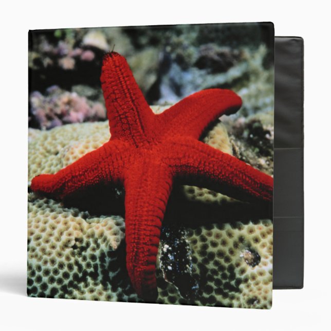 Star Fish | Red Sea Binder (Front/Inside)