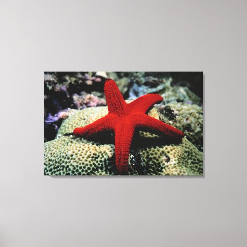 Star Fish  Red Sea Canvas Print