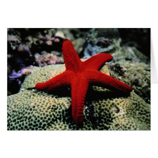 Star Fish | Red Sea Cards (Front Horizontal)