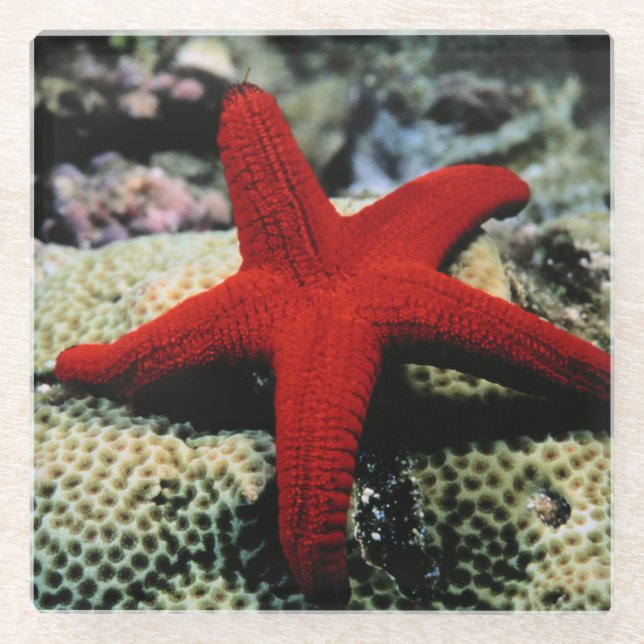 Star Fish | Red Sea Glass Coaster (Front)