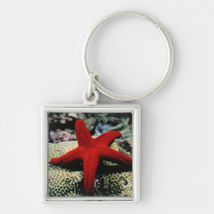 Star Fish Red Sea Keychain