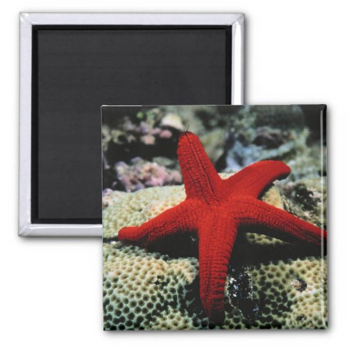 Star Fish  Red Sea Magnet