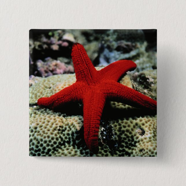 Star Fish | Red Sea Pinback Button (Front)