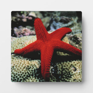 Star Fish   Red Sea Plaque