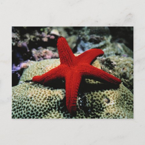 Star Fish  Red Sea Postcard