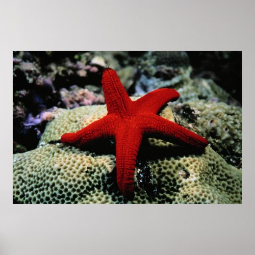 Star Fish  Red Sea Poster