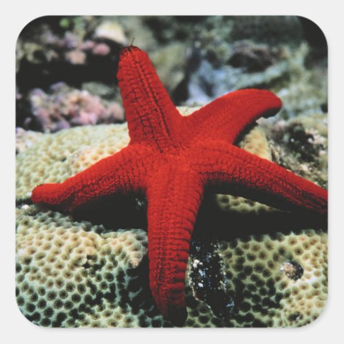Star Fish  Red Sea Square Sticker