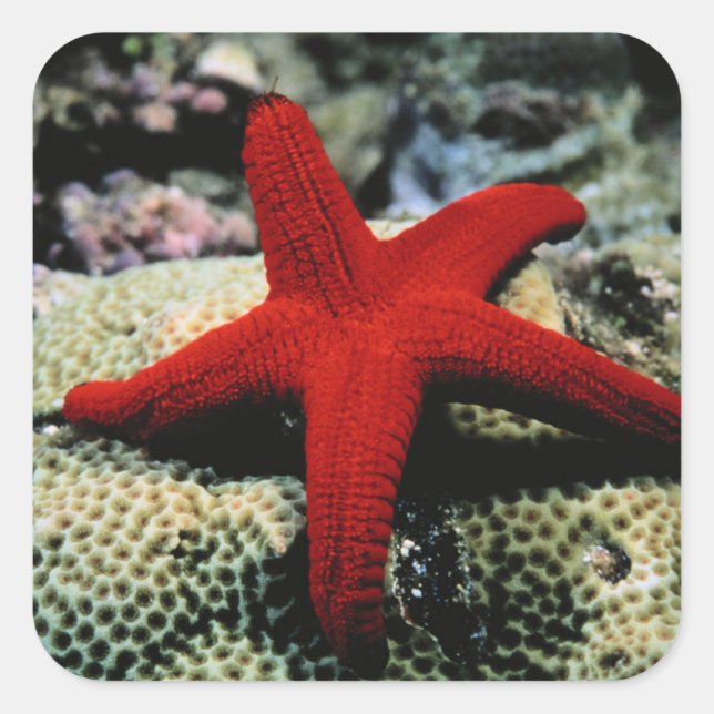 Star Fish | Red Sea Square Sticker (Front)