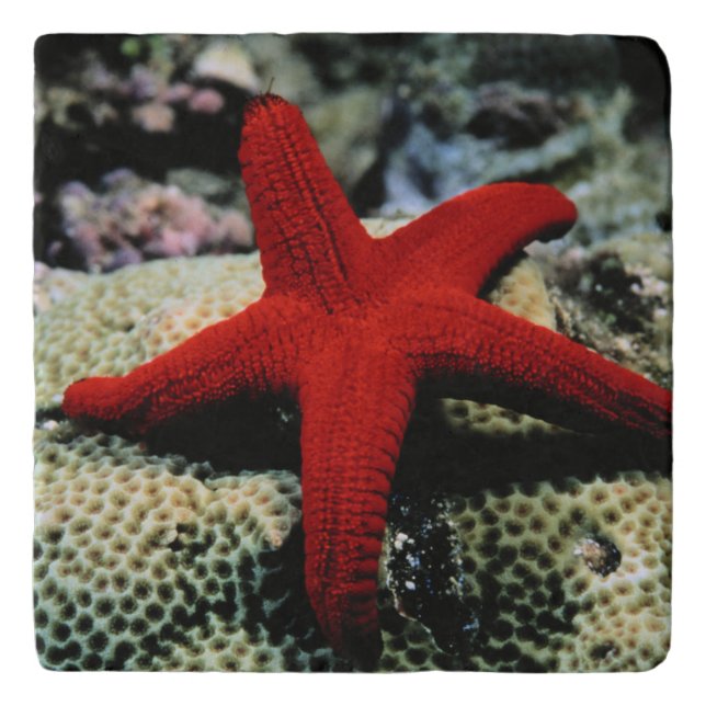 Star Fish | Red Sea Trivet (Front)