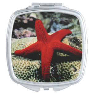 Star Fish   Red Sea Vanity Mirror