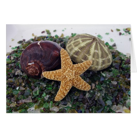 Star Fish, Shell & Urchin Card (Front Horizontal)
