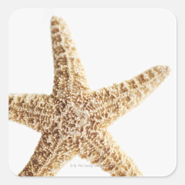 Star fish square sticker (Front)