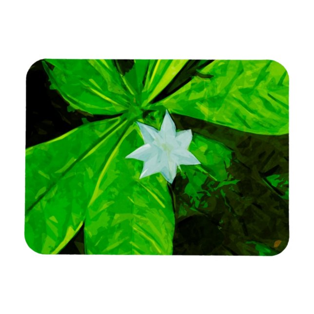 Star Flower a White Wildflower Abstract Magnet (Horizontal)