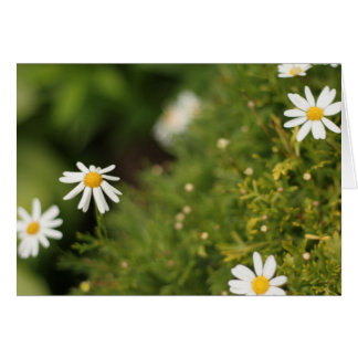 Star Flowers Cards