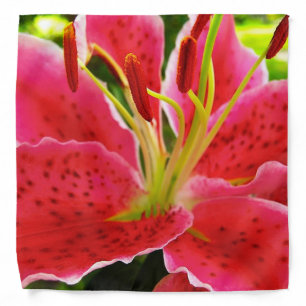 Star Gazer Lily Bandana