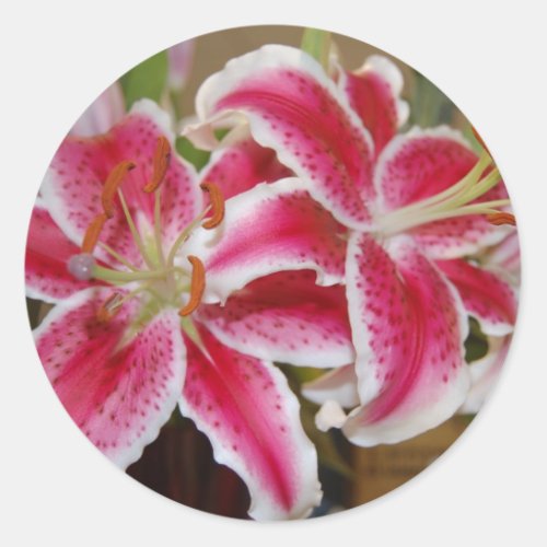 Star Gazer Lily Sticker