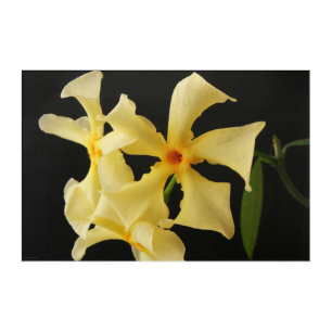 Star Jasmine Flower 36x24 (90x60cm) waacna Acrylic Print