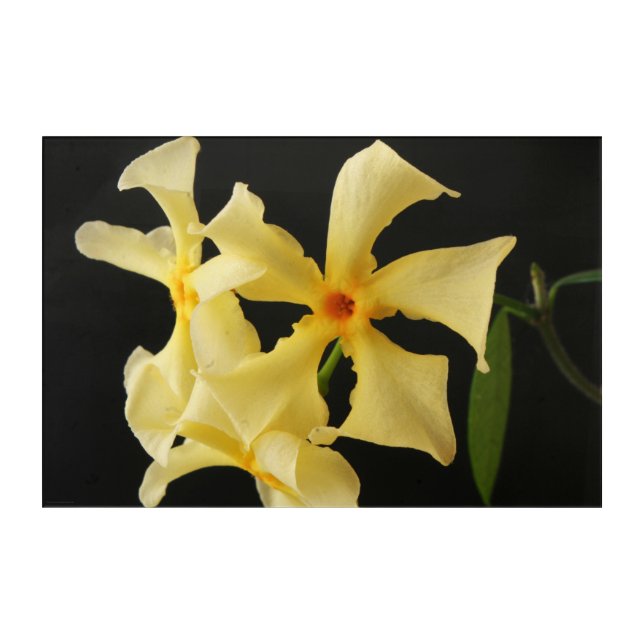 Star Jasmine Flower 36x24 (90x60cm) waacna Acrylic Print (Front)