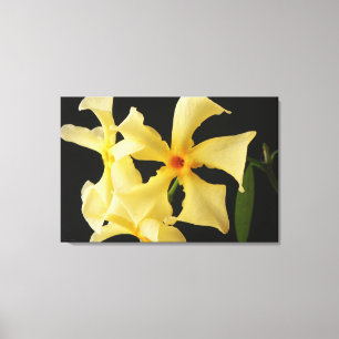 Star Jasmine Flower 36x24 (90x60cm) waccna Canvas Print