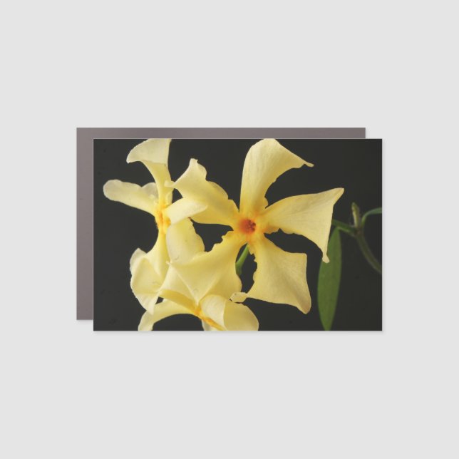Star Jasmine Flower cma Car Magnet (Front)