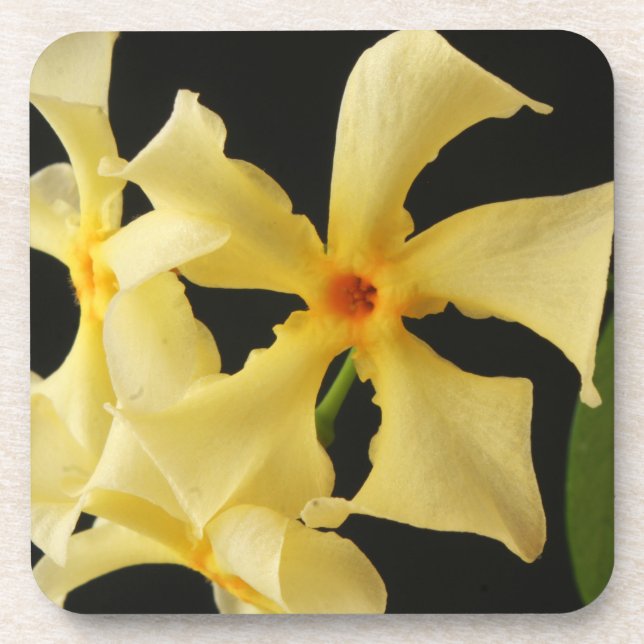 Star Jasmine Flower coastercna Beverage Coaster (Front)