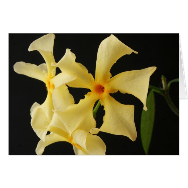 Star Jasmine Flower gcm Cards (Front Horizontal)