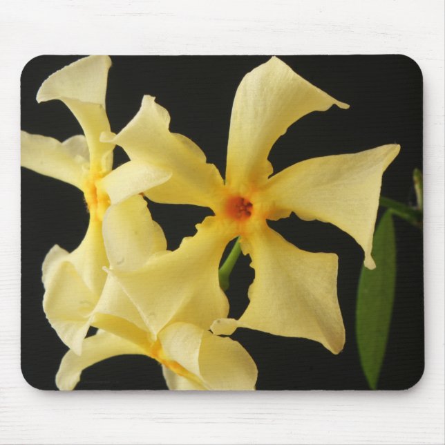 Star Jasmine Flower mpcna Mouse Pad (Front)