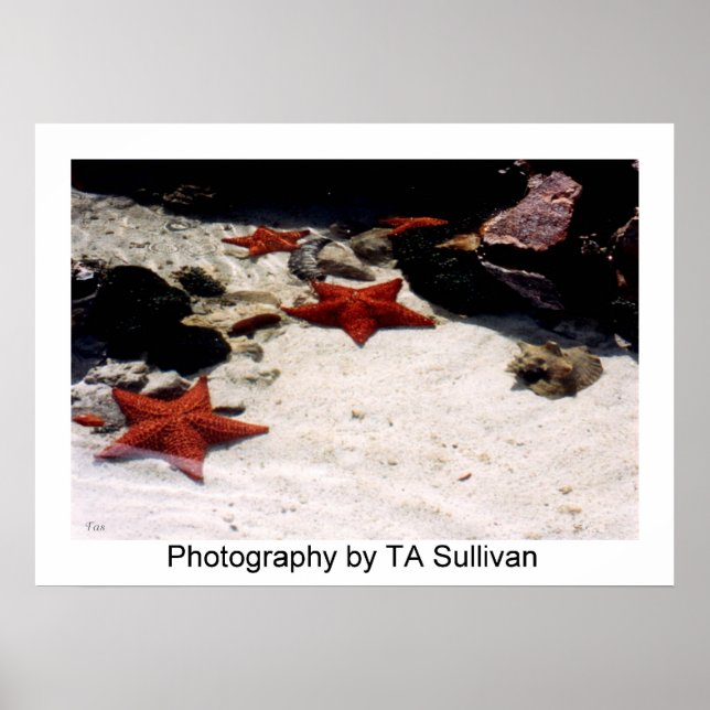 Star Light, Star Bright  by TDGallery Poster (Front)