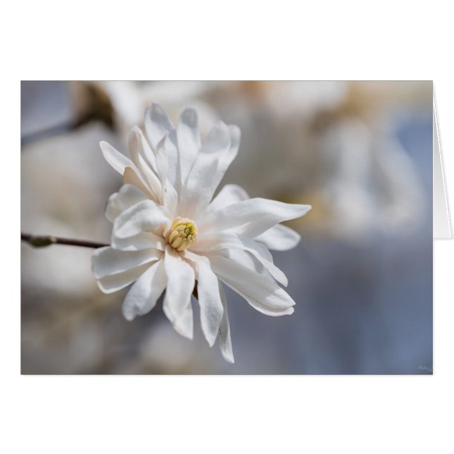 Star Magnolia Bloom Cards (Front Horizontal)