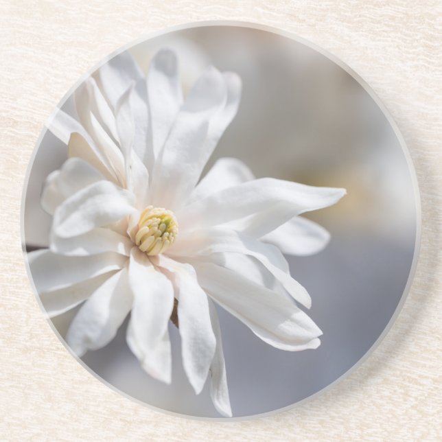 Star Magnolia Bloom Coaster (Front)
