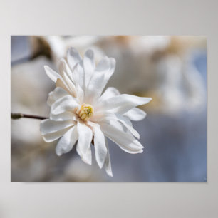Star Magnolia Bloom Poster