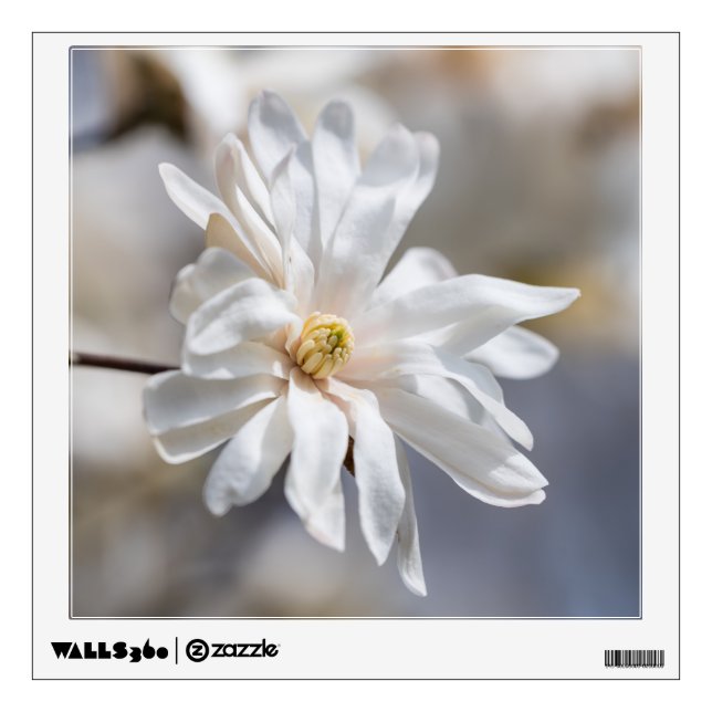 Star Magnolia Bloom Wall Decal (Front)