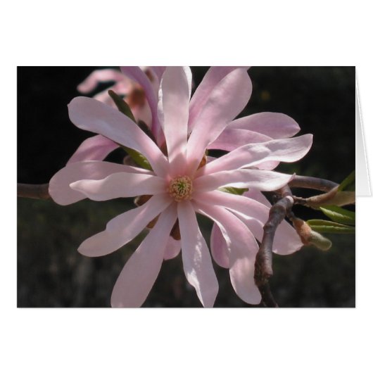 Star Magnolia Cards (Front Horizontal)