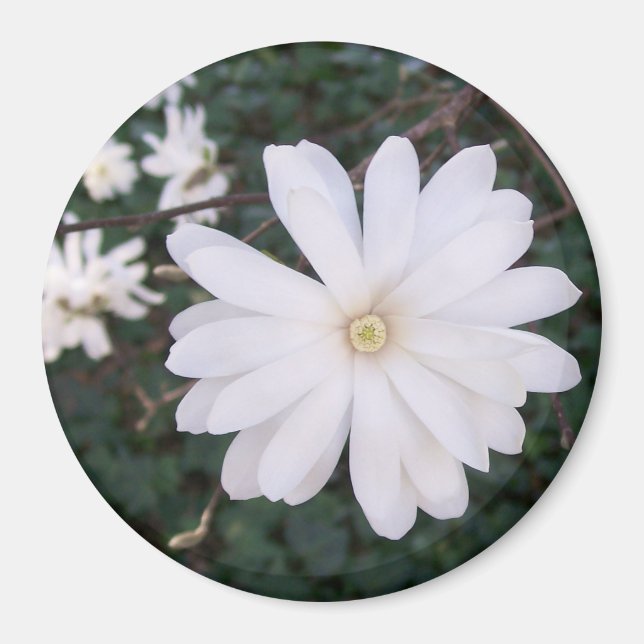 Star Magnolia Magnet (Front)