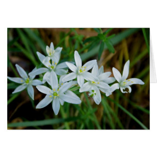 Star of Bethlehem Cards