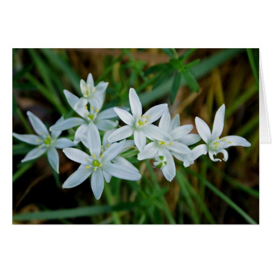 Star of Bethlehem Cards (Front Horizontal)