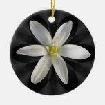 Star Of Bethlehem Flower ~ Ornament at Zazzle