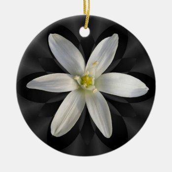 Star Of Bethlehem Flower ~ Ornament by Andy2302 at Zazzle