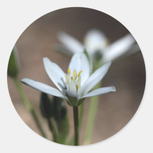 Star-of-Bethlehem (Ornithogalum umbellatum) flower Classic Round Sticker