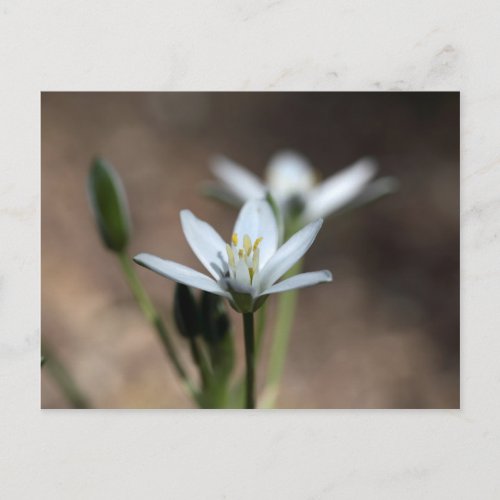 Star_of_Bethlehem Ornithogalum umbellatum flower Postcard