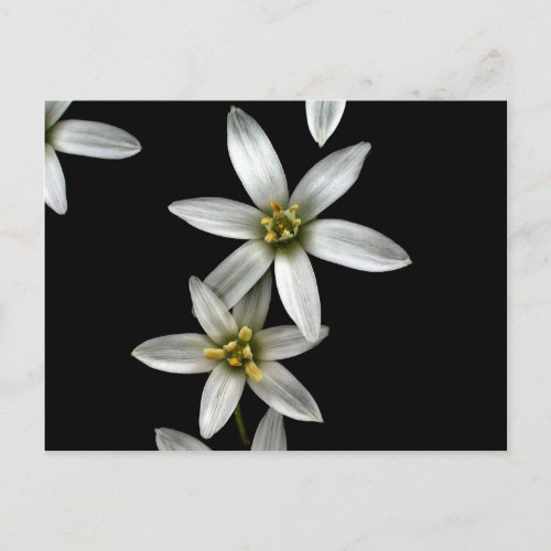 Star of Bethlehem Postcard