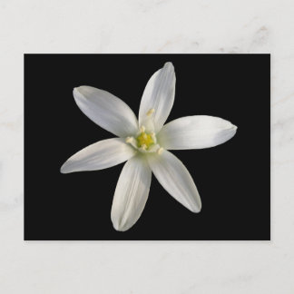 Star of Bethlehem ~ postcard