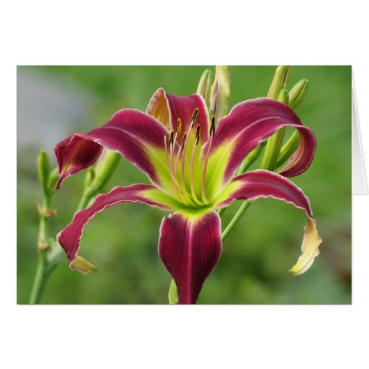 Star of the Day - Daylily Cards (Front Horizontal)