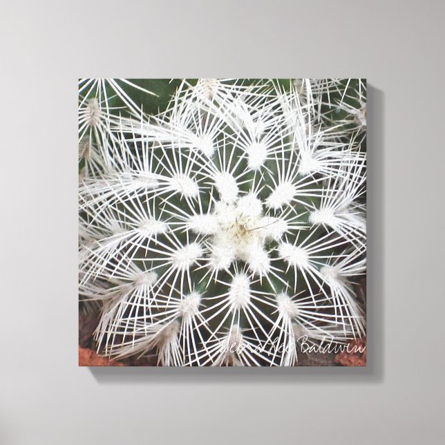 Star-shaped cactus by Debra Lee Baldwin Canvas Print (Front)