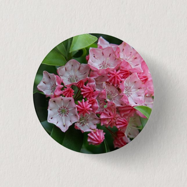 Star Shaped Kalmias Pinback Button (Front)