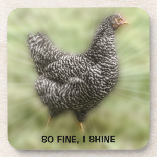 Starburst Chicken Young Barred Plymouth Rock Hen Coaster