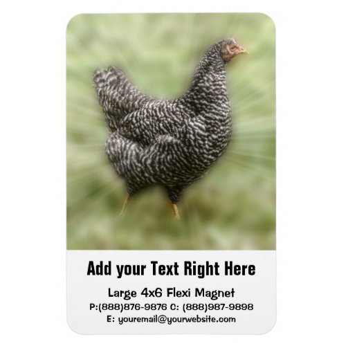 Starburst Chicken Young Barred Plymouth Rock Hen Magnet