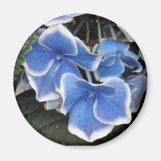 Starburst Hydrangea (blue and white) magnet